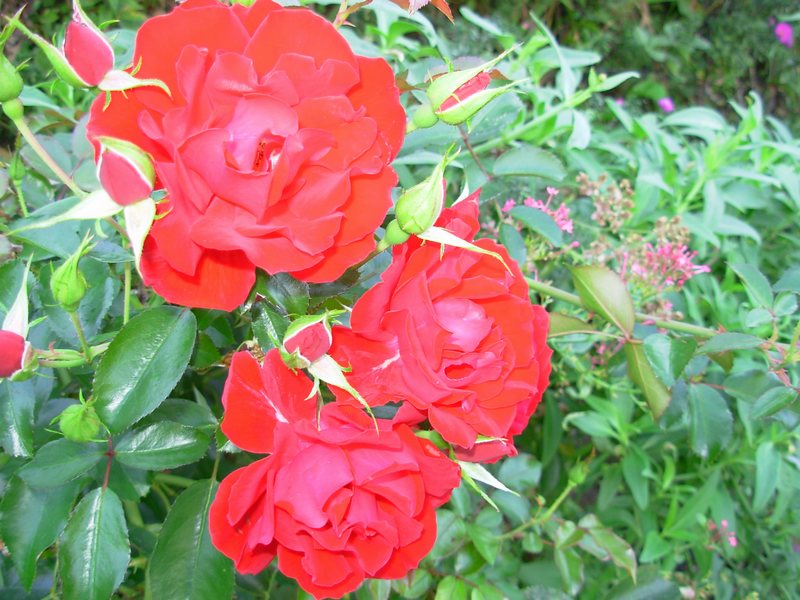 n_32 Trauttmansdorff.jpg